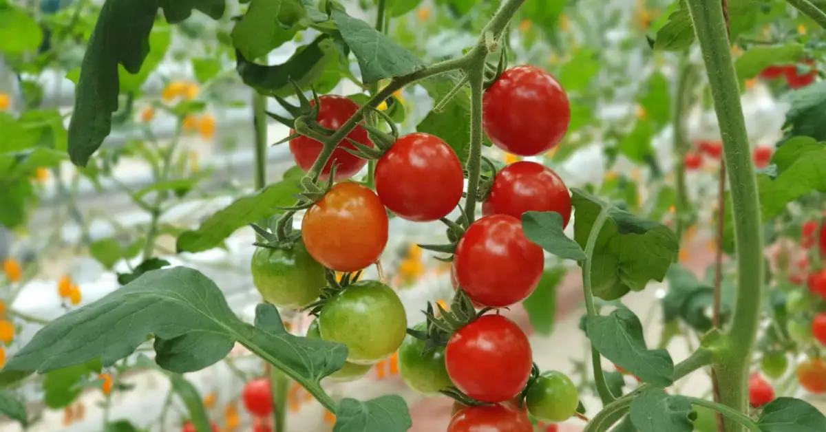 Jak przyspieszyć dojrzewanie pomidorów na krzaku?