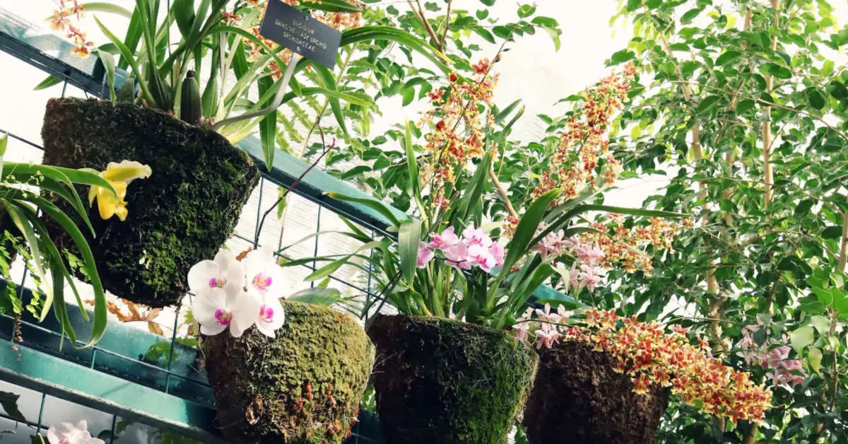 Jesienne kwiaty na balkon – jakie warto wybrać?