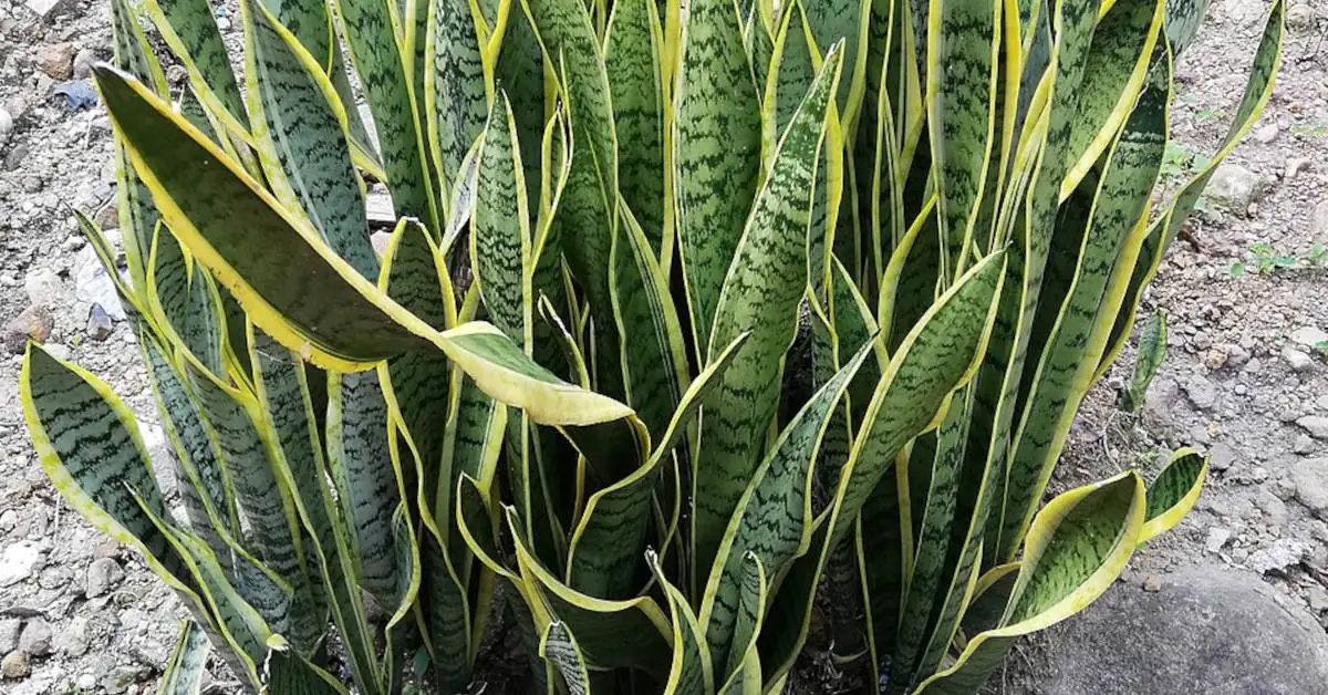 Czy dracena jest trująca?