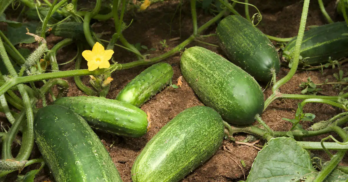 Co sadzić obok ogórków?