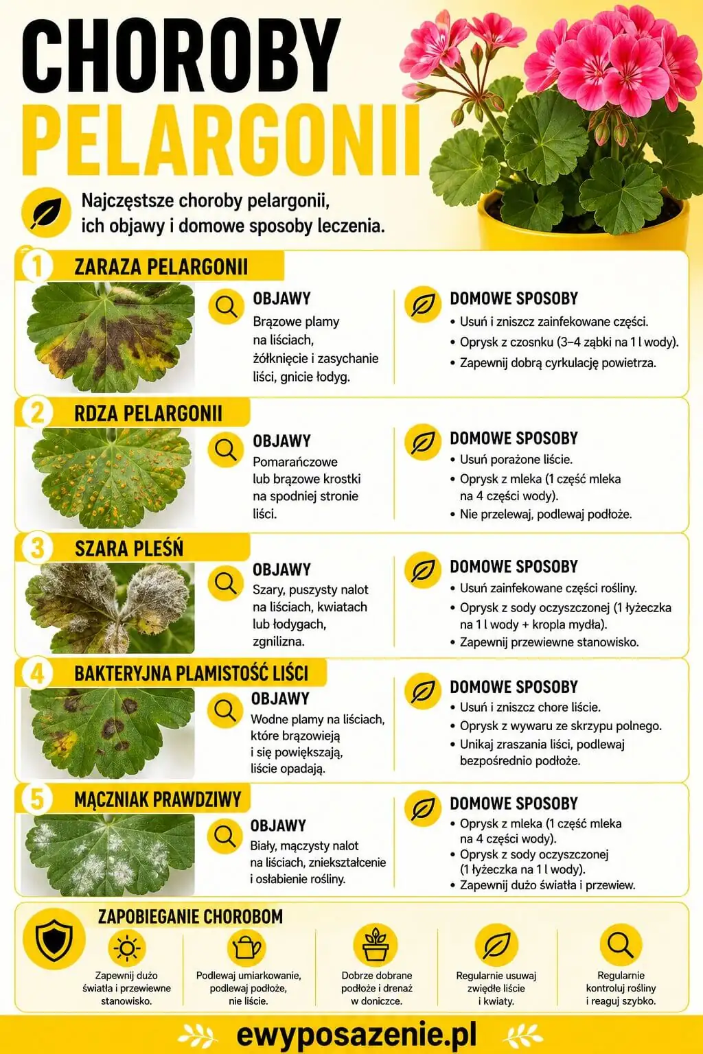 Choroby pelargonii infografika 
