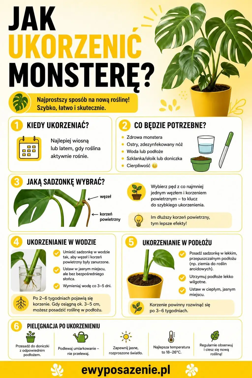 Jak ukorzenić monsterę infografika 