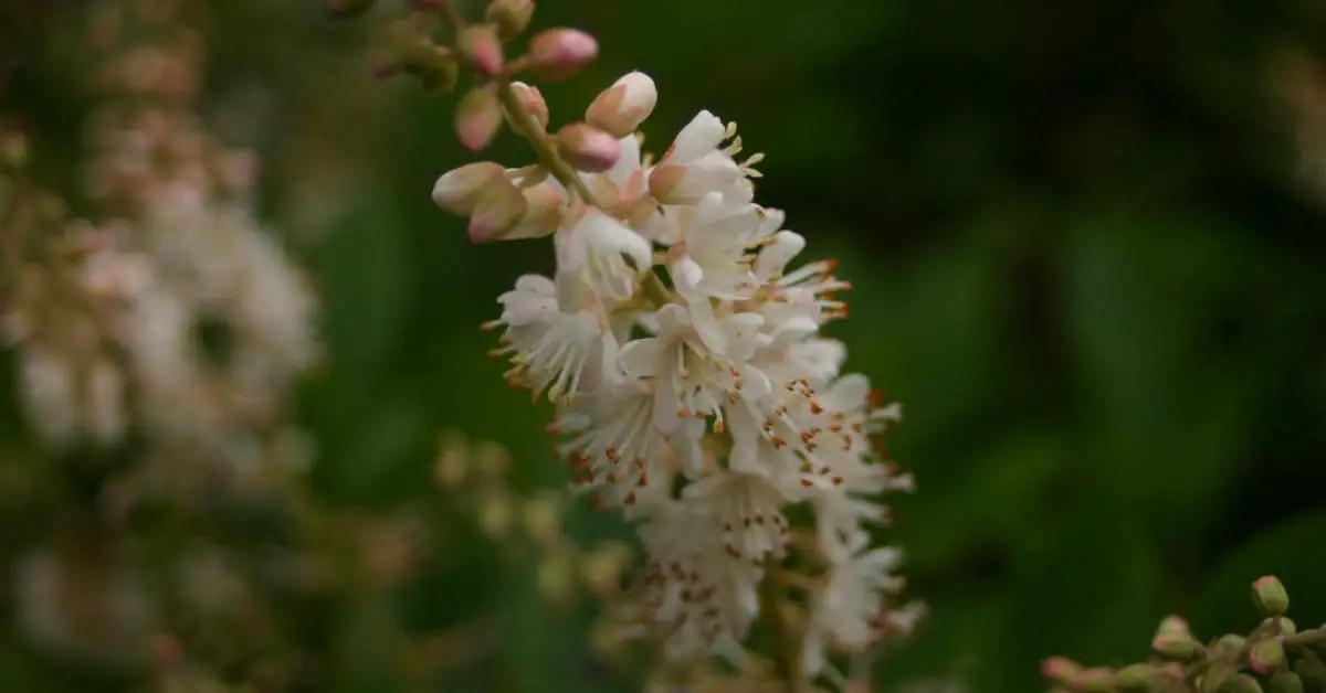 Orszelina olcholistna – uprawa i pielęgnacja