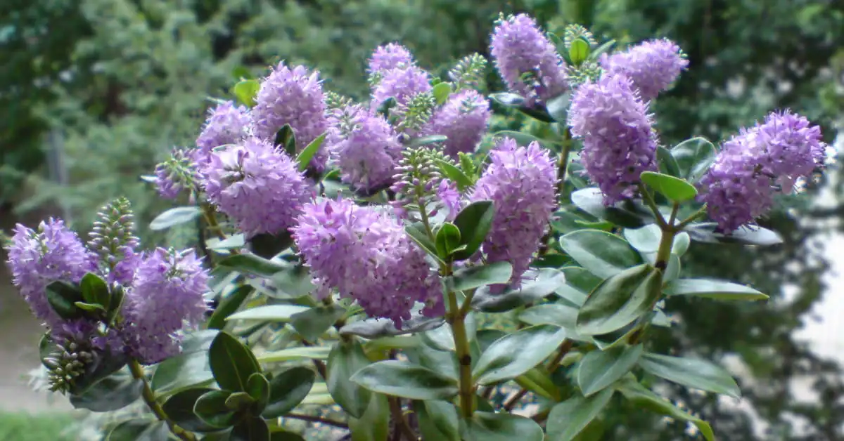 Kwiat hebe w domu – uprawa i pielęgnacja