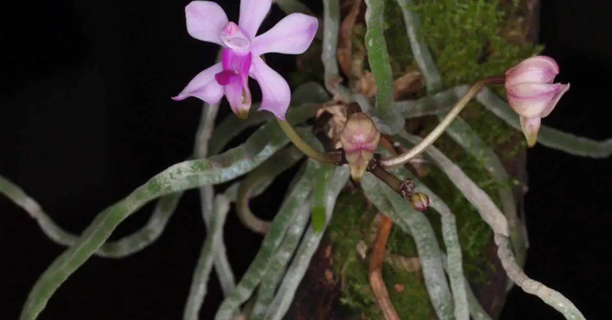 Korzenie powietrzne – wygląd, pielęgnacja, funkcja