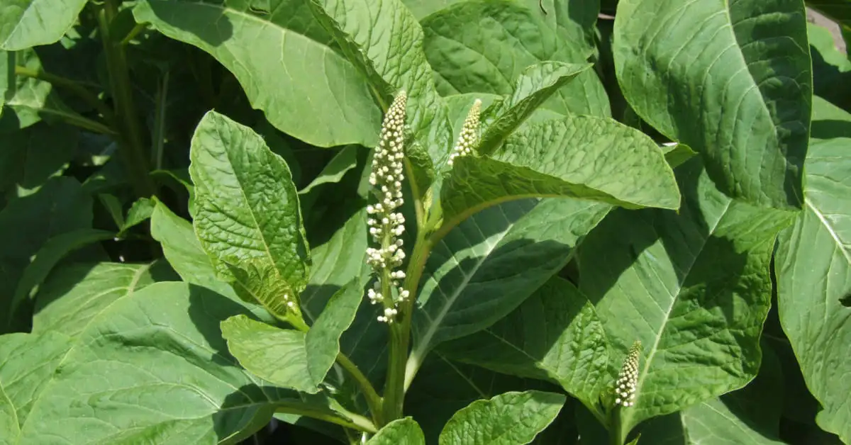 Szkarłatka jadalna – uprawa, pielęgnacja, rozmnażanie