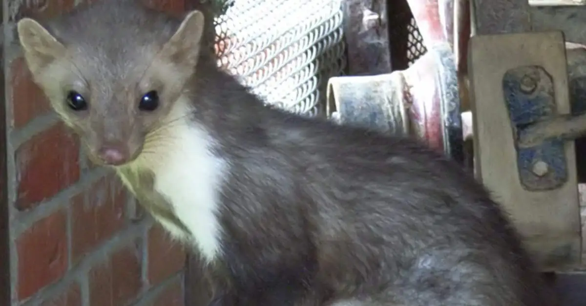 Czy kuna może zaatakować człowieka?