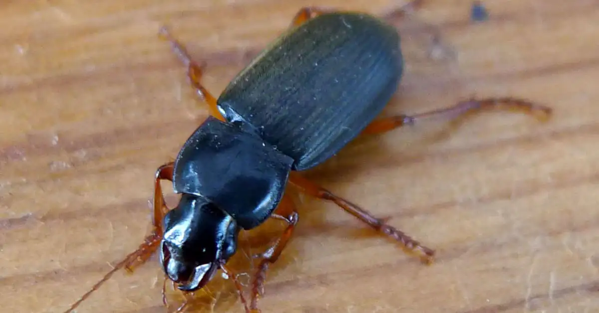 Dzier włochaty w domu – jak go wytępić?