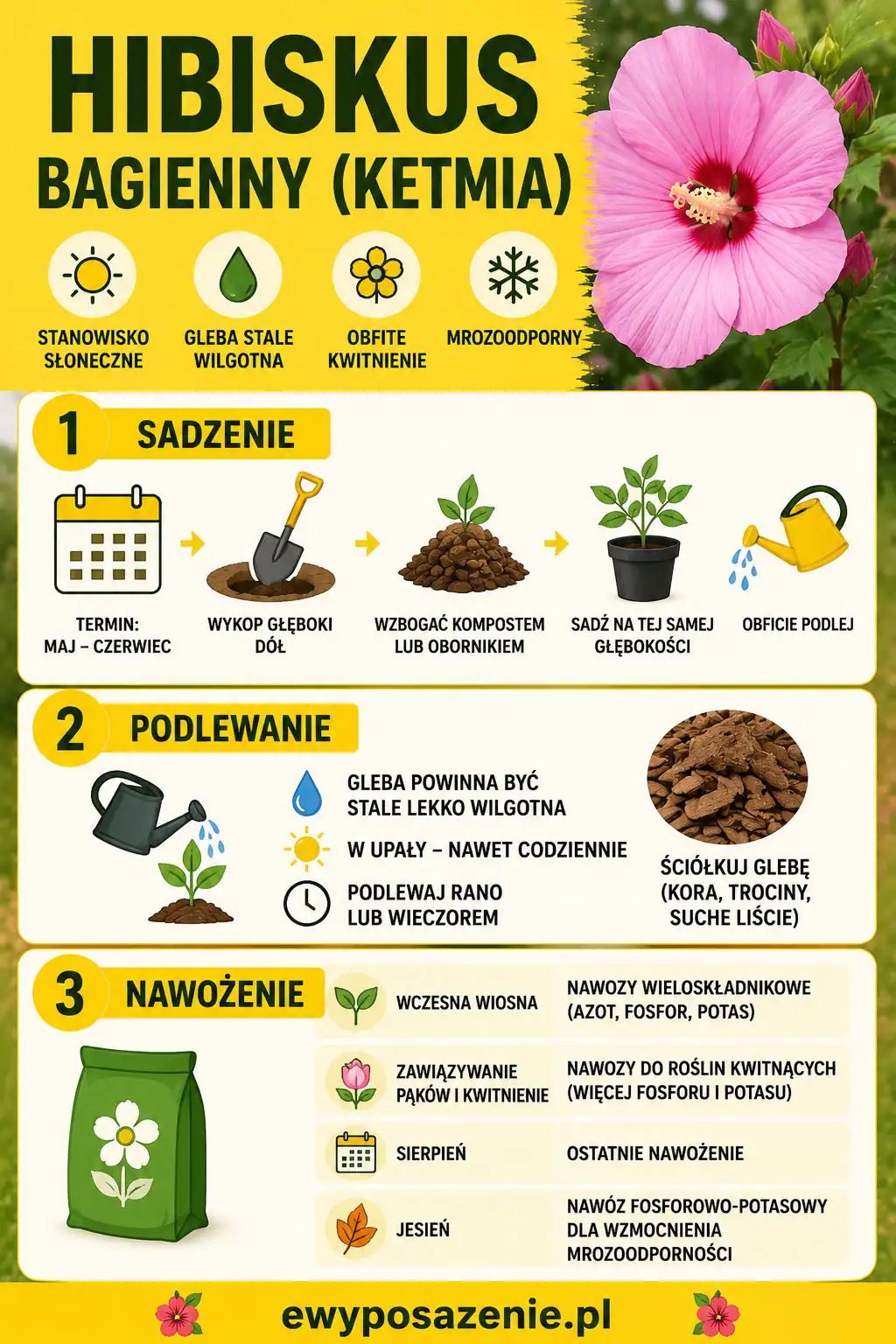 ketmia hibiskus bagienny uprawa