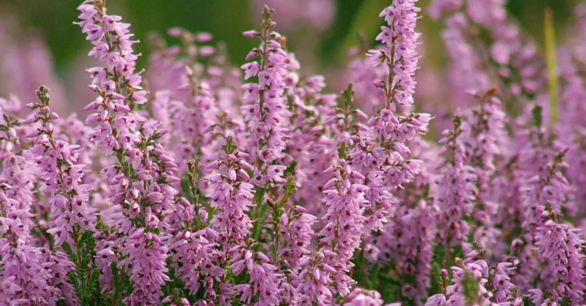 Wrzosy na balkonie – jak pielęgnować?