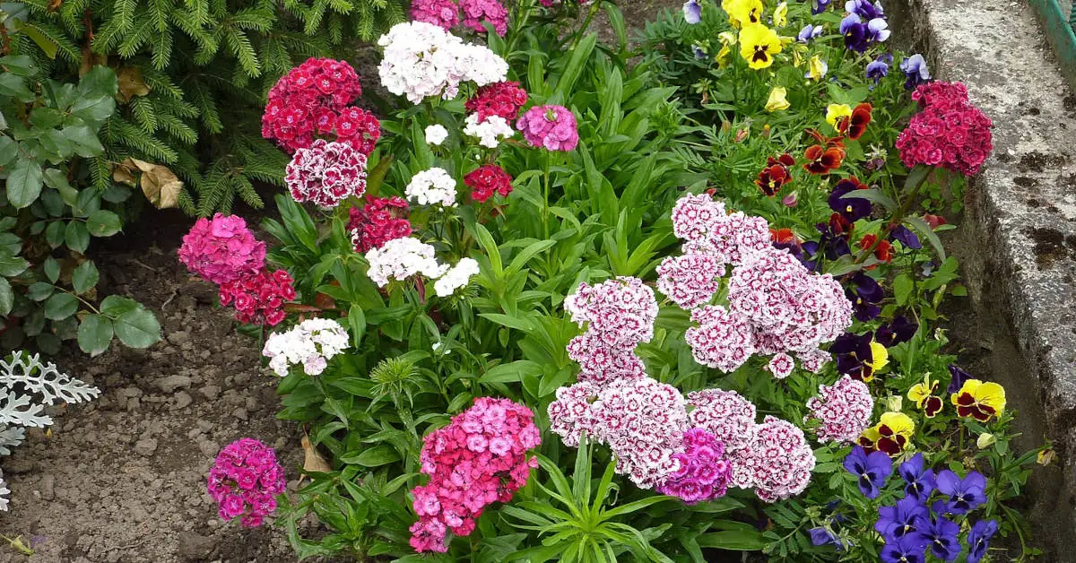 Goździki brodate – uprawa i pielęgnacja