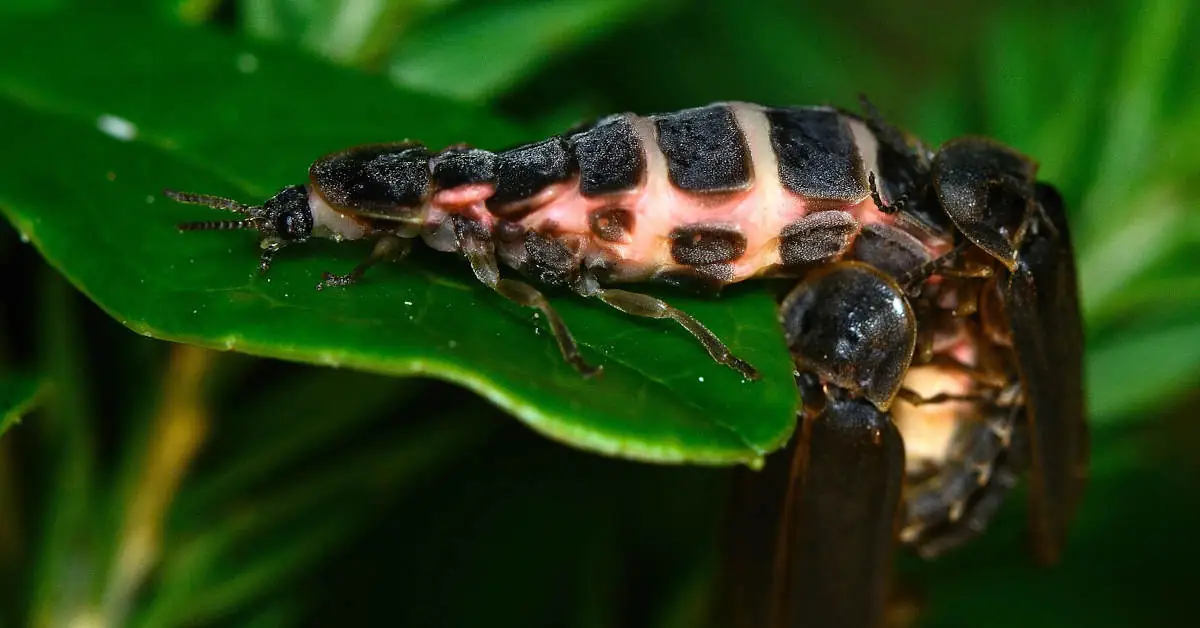 Czy świetliki gryzą? Fakty i mity