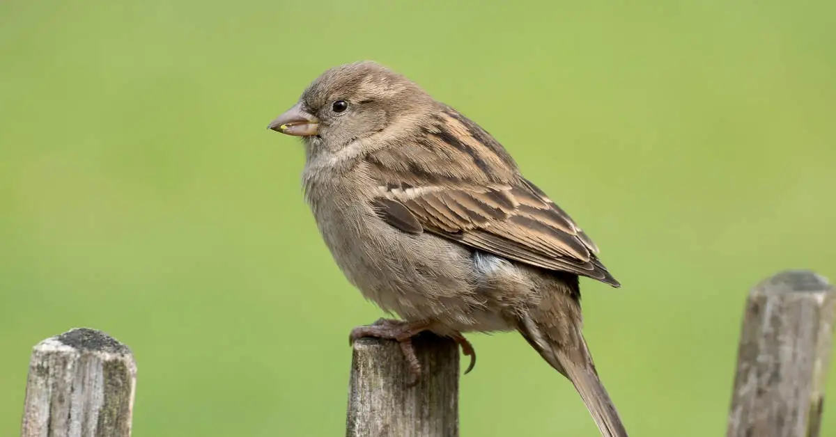 Wróbel a mazurek – jak je odróżnić?
