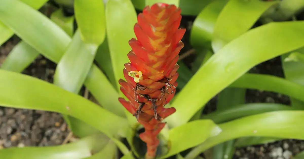 Frizea lśniąca (Vriesea splendens) – uprawa i pielęgnacja