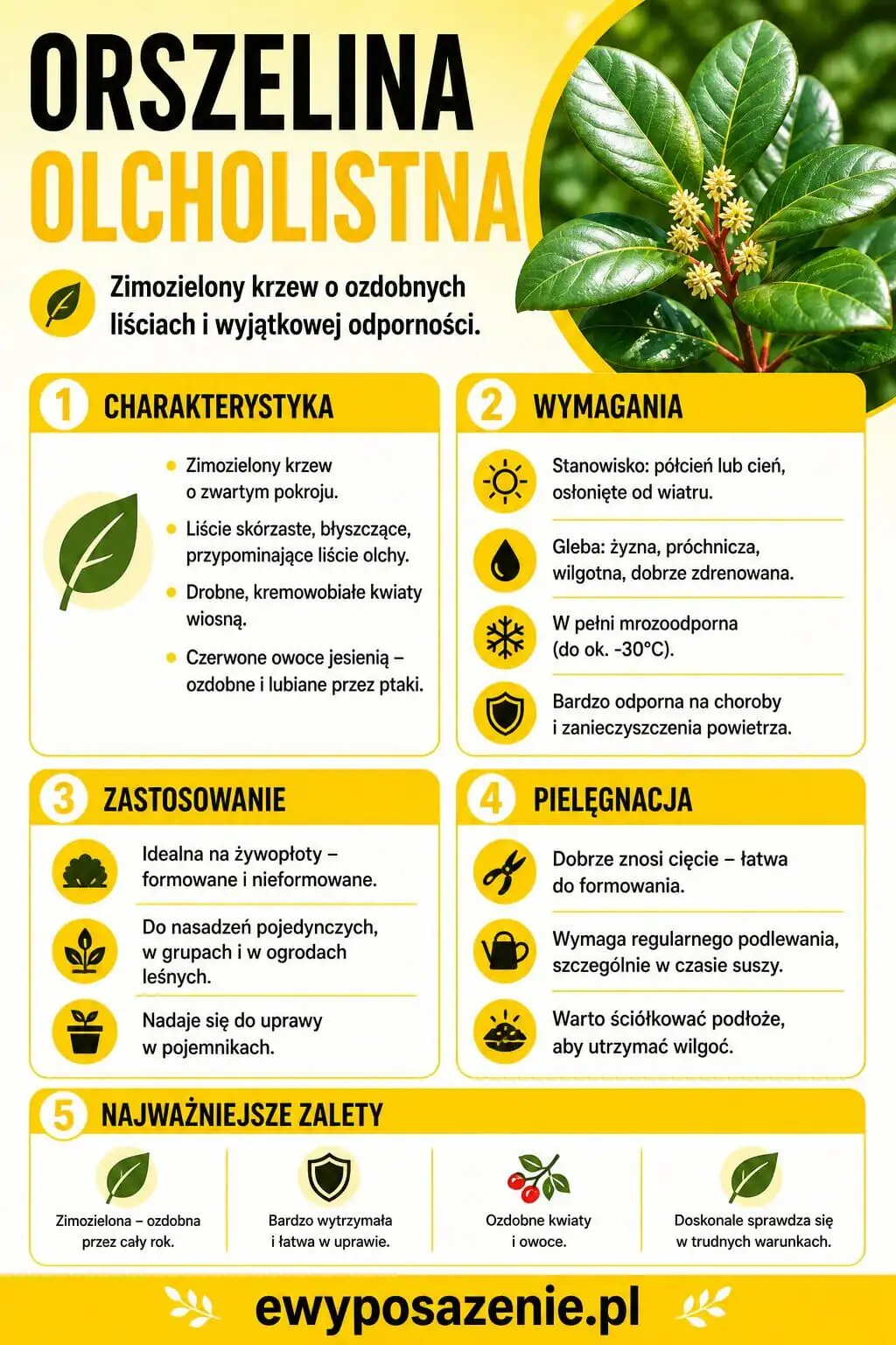 Orszelina olcholistna infografika