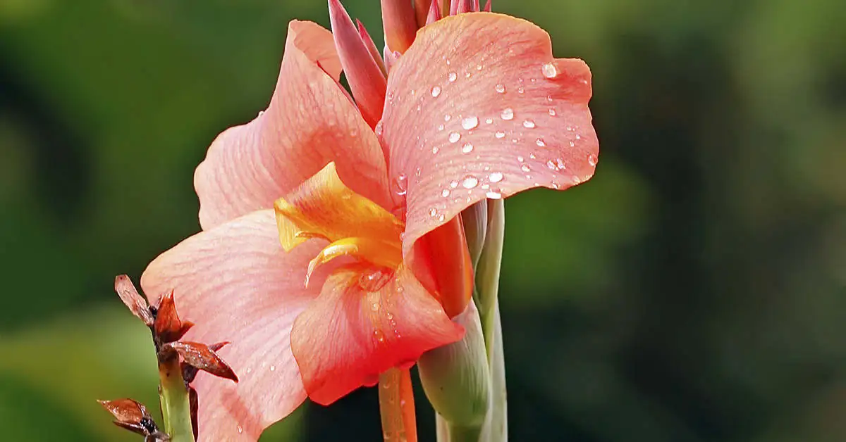 Kanna w donicy – kompozycje i porady