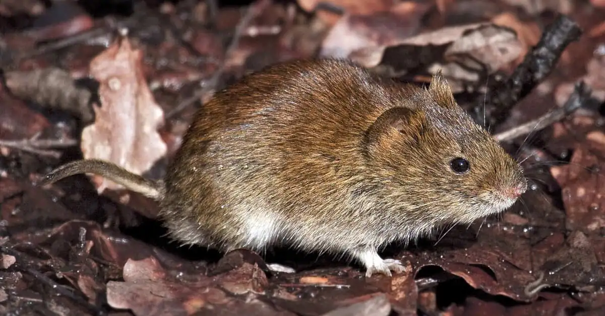 Nornice w ogrodzie – zwalczanie, zapobieganie, jak rozpoznać?