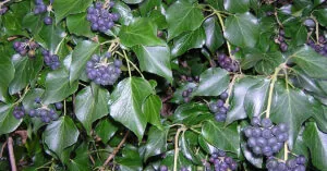 Czy bluszcz w domu jest szkodliwy?