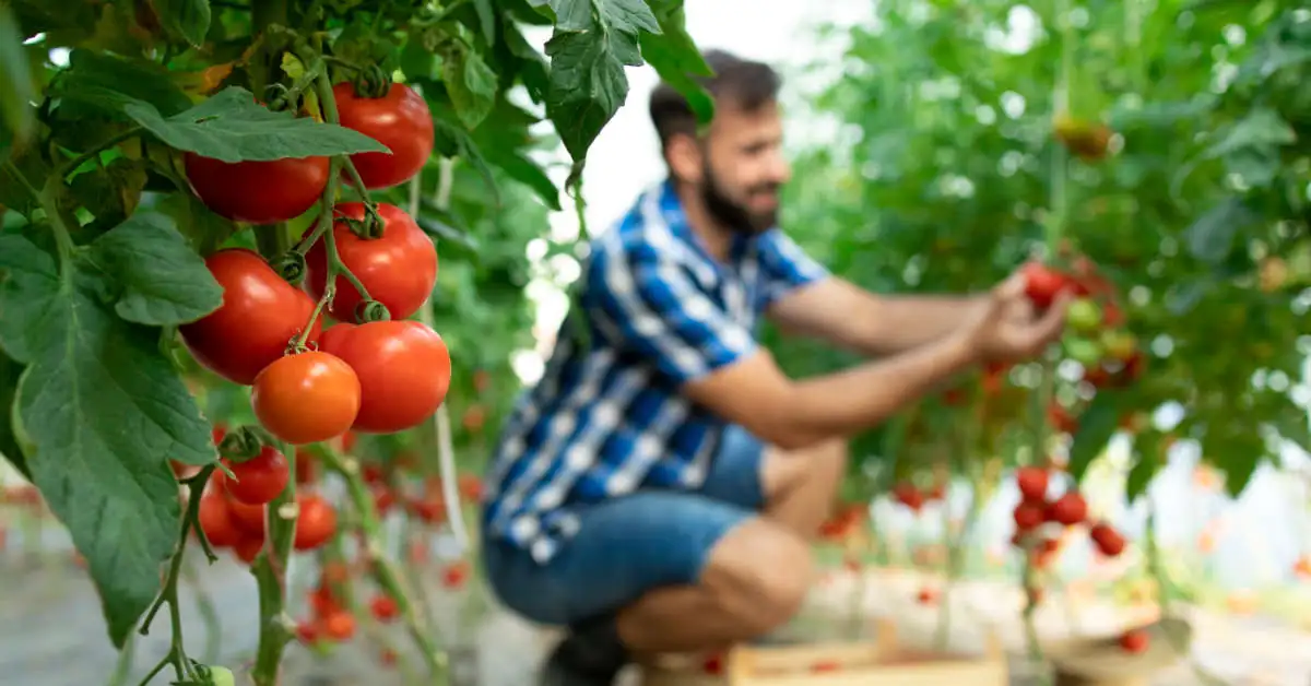Jak stosować oprysk z aspiryny na pomidory?