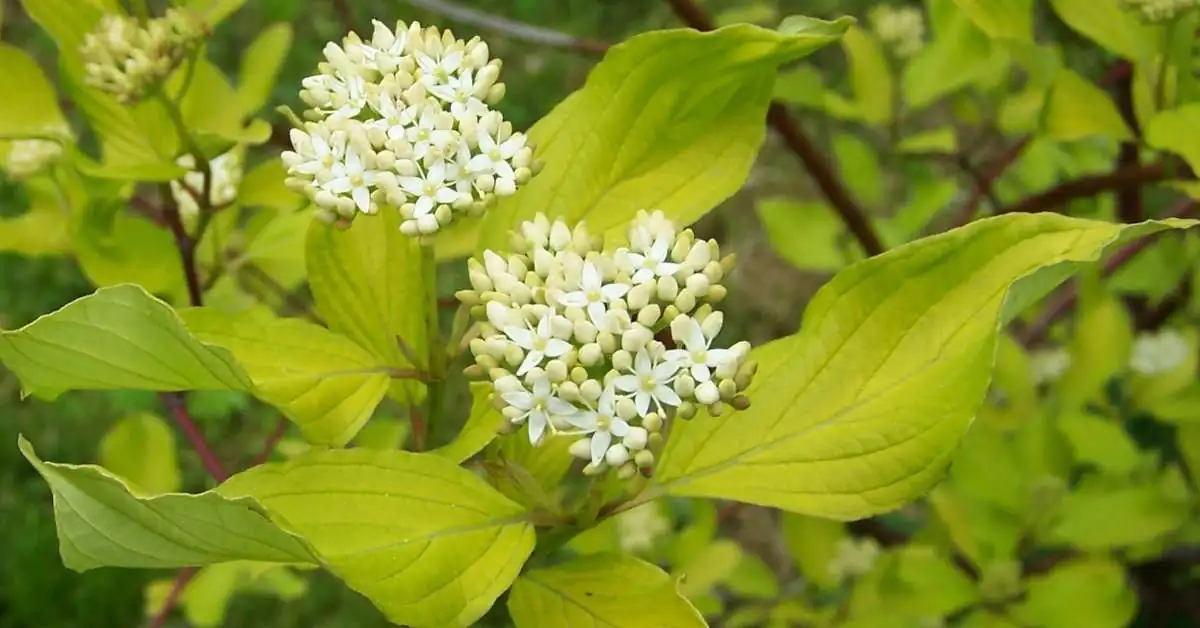 Dereń biały na żywopłot – sadzenie, pielęgnacja, przycinanie