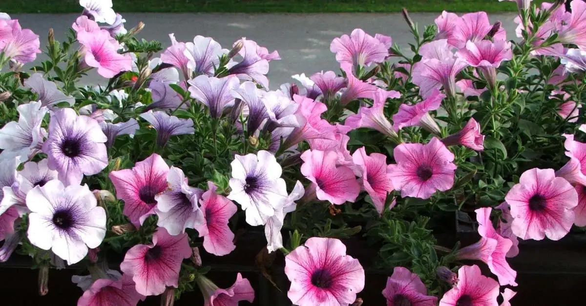 Jaka ziemia do surfinii będzie najlepsza? Porady eksperta