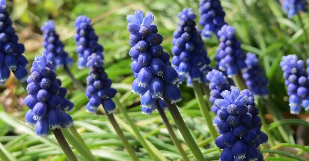 Jak sadzić szafirki w doniczce?