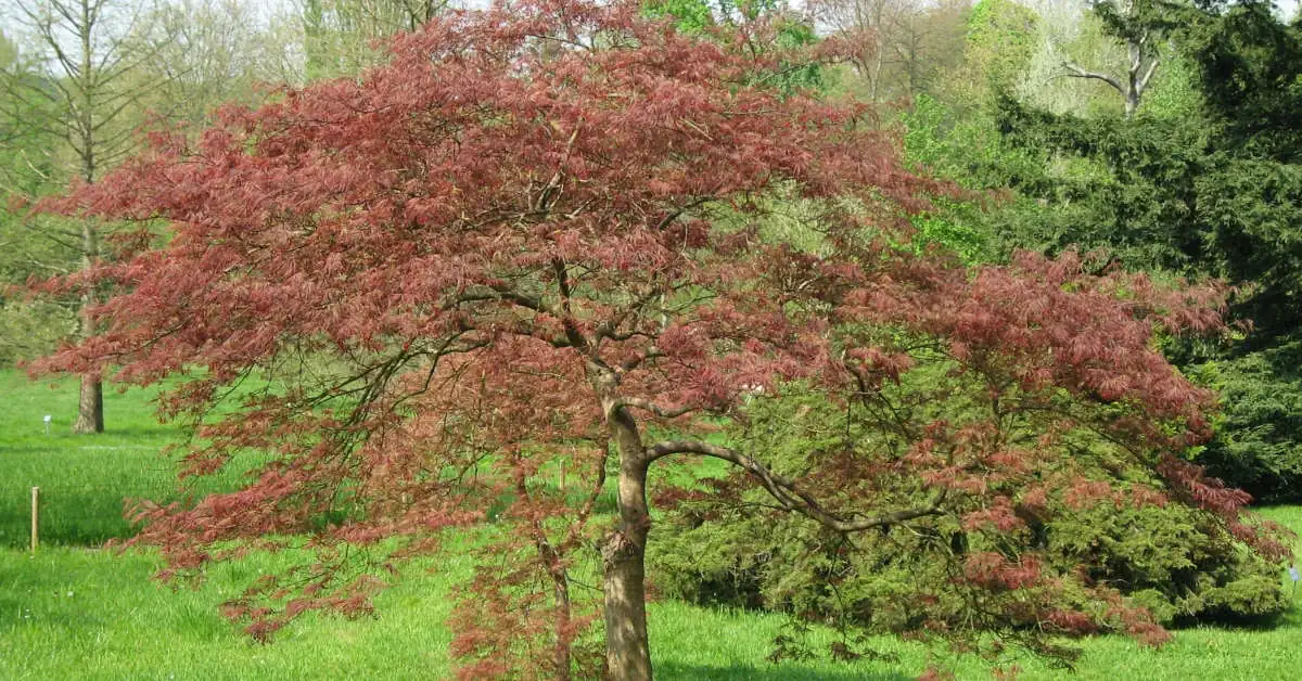Klon palmowy – uprawa i pielęgnacja