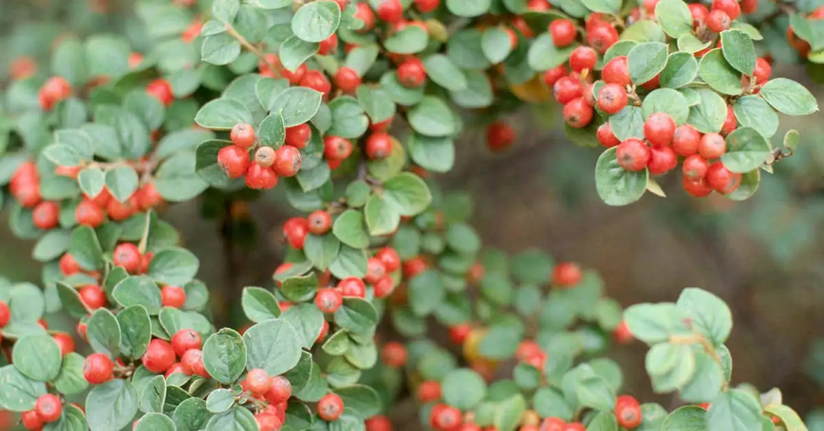 Czy irga jest trująca? Fakty i mity