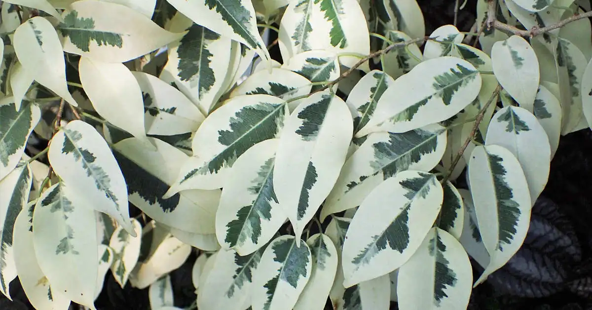 Dlaczego fikus gubi liście? Te powody musisz znać!