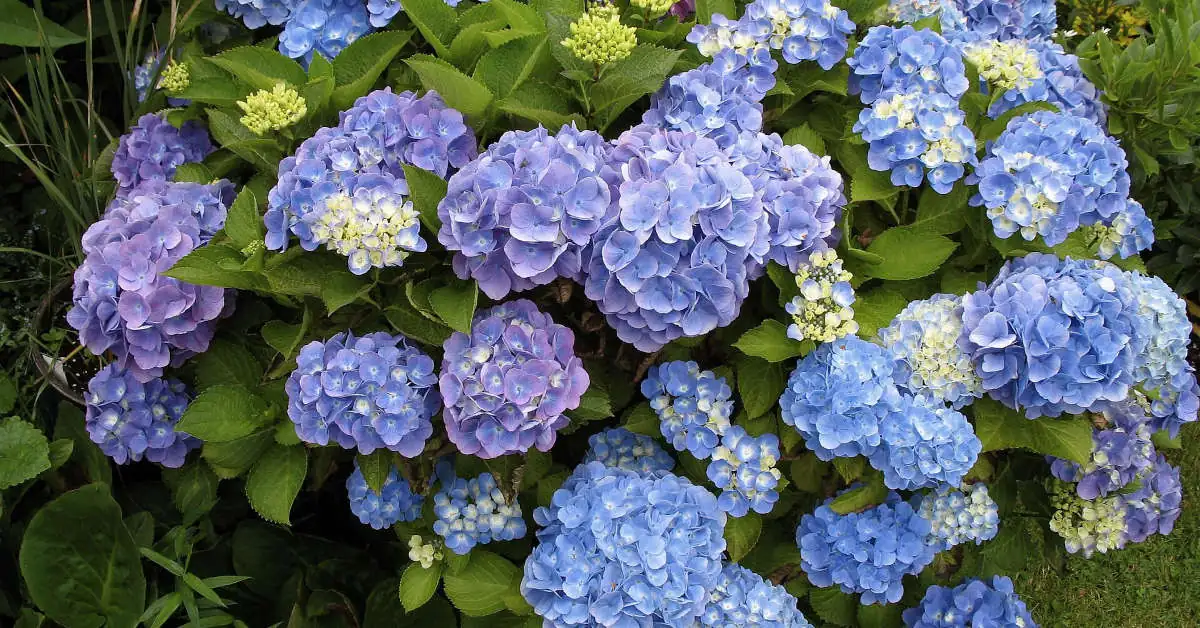 Rozmnażanie hortensji z patyków – poradnik ogrodnika