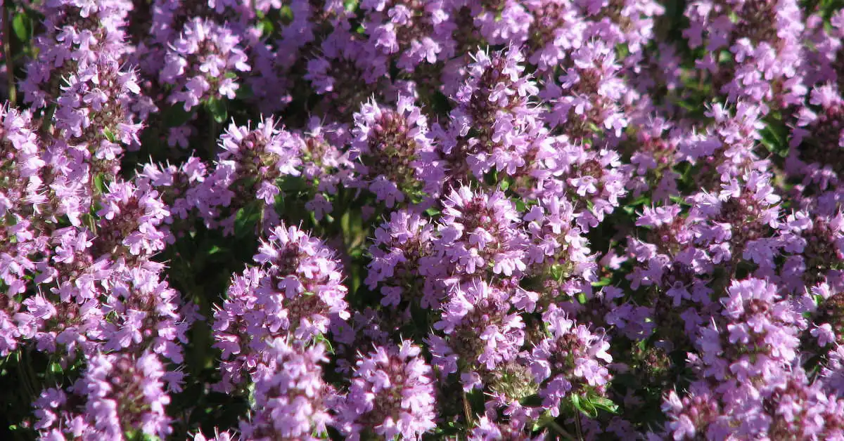 Rośliny wieloletnie na stanowisko słoneczne i suche – poradnik