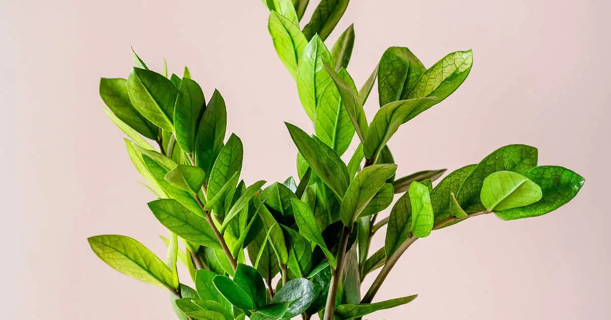 Jak przesadzić zamiokulkasa? Porady eksperta