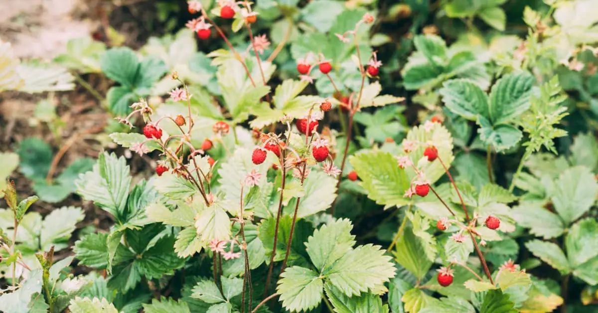 Jak stosować popiół drzewny pod maliny?