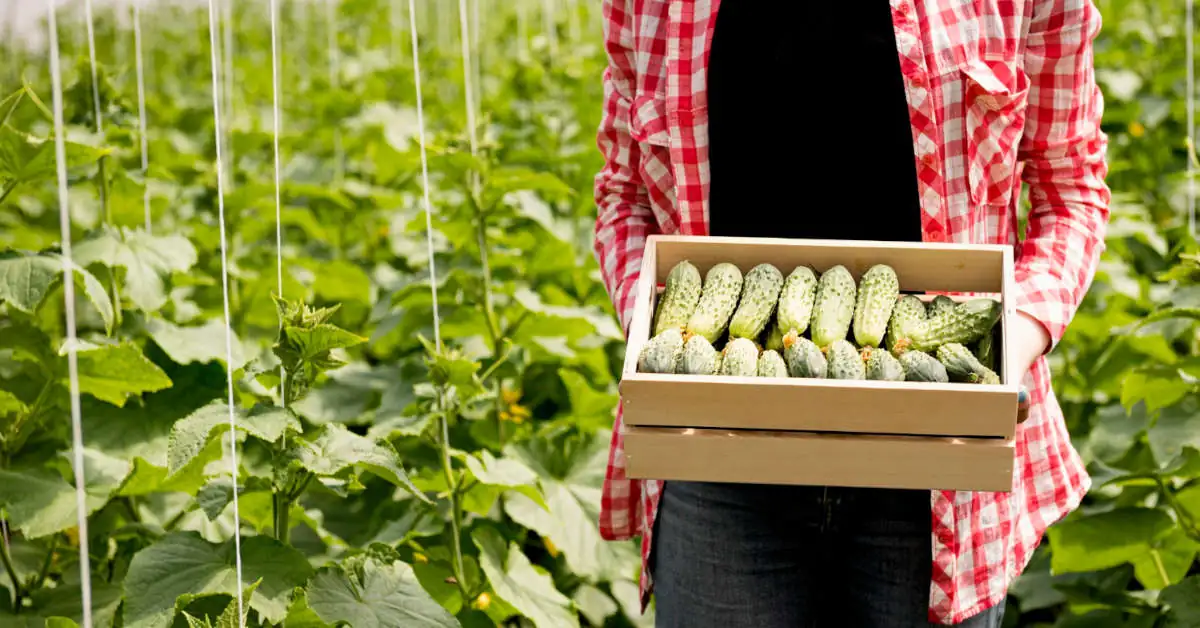Kiedy siać ogórki na zbiór jesienny?