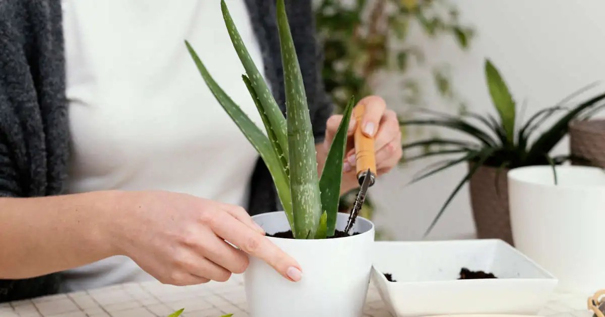 Sansewieria cylindryczna – co poradzić na suche końcówki?