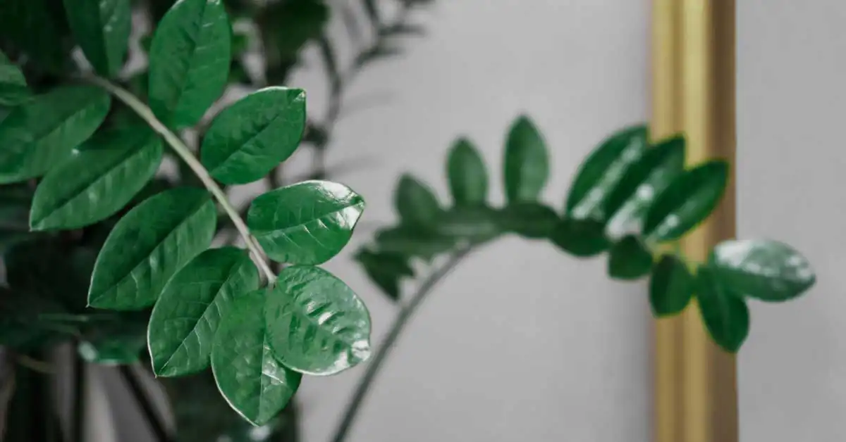 Jak zrobić domowy nawóz do zamiokulkasa?