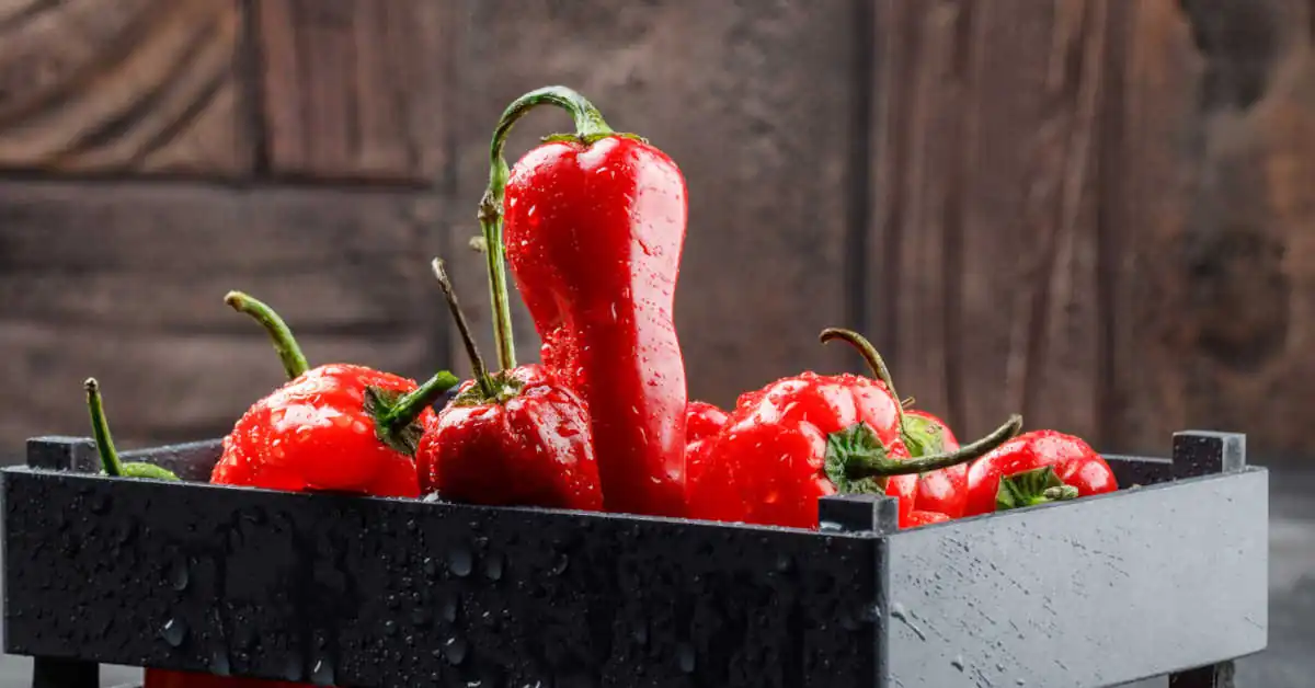 Kiedy siać paprykę w domu? Terminy, podłoże, pielęgnacja