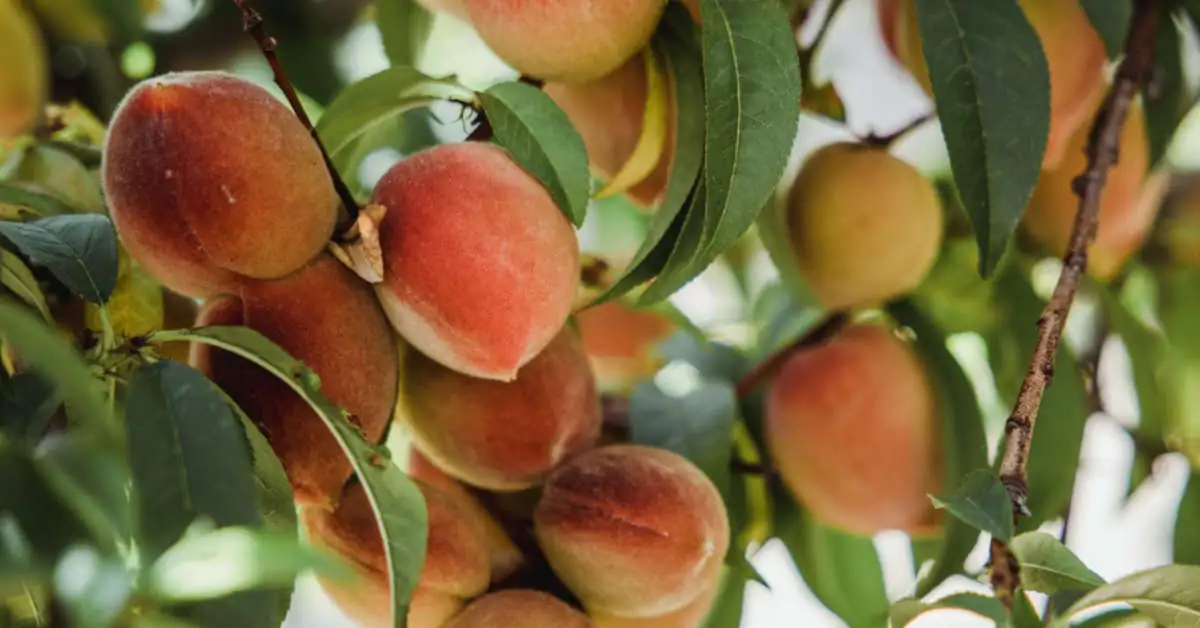 Po ilu latach owocuje brzoskwinia?