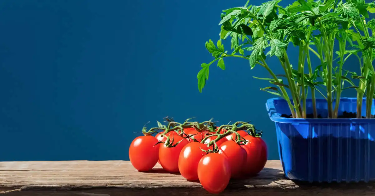 Kiedy siać pomidory na parapecie?