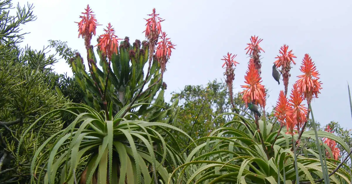 Rozmnażanie aloesu z liścia – ekspert wyjaśnia!