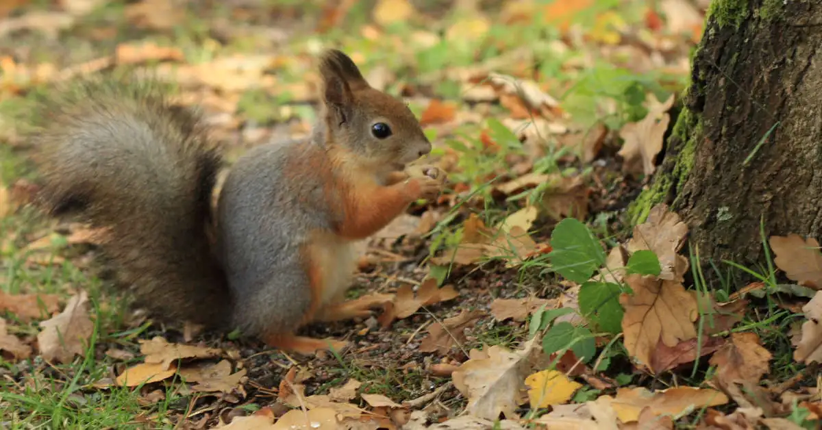 Czy wiewiórka zapada w sen zimowy?