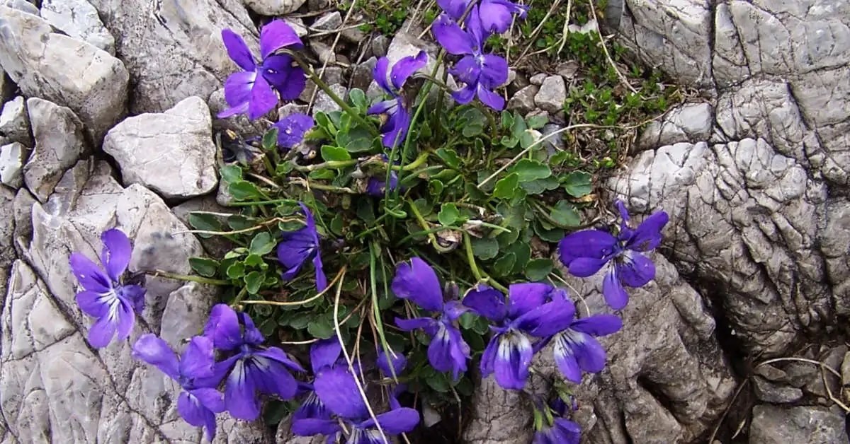 Fiołki afrykańskie – uprawa, pielęgnacja, choroby