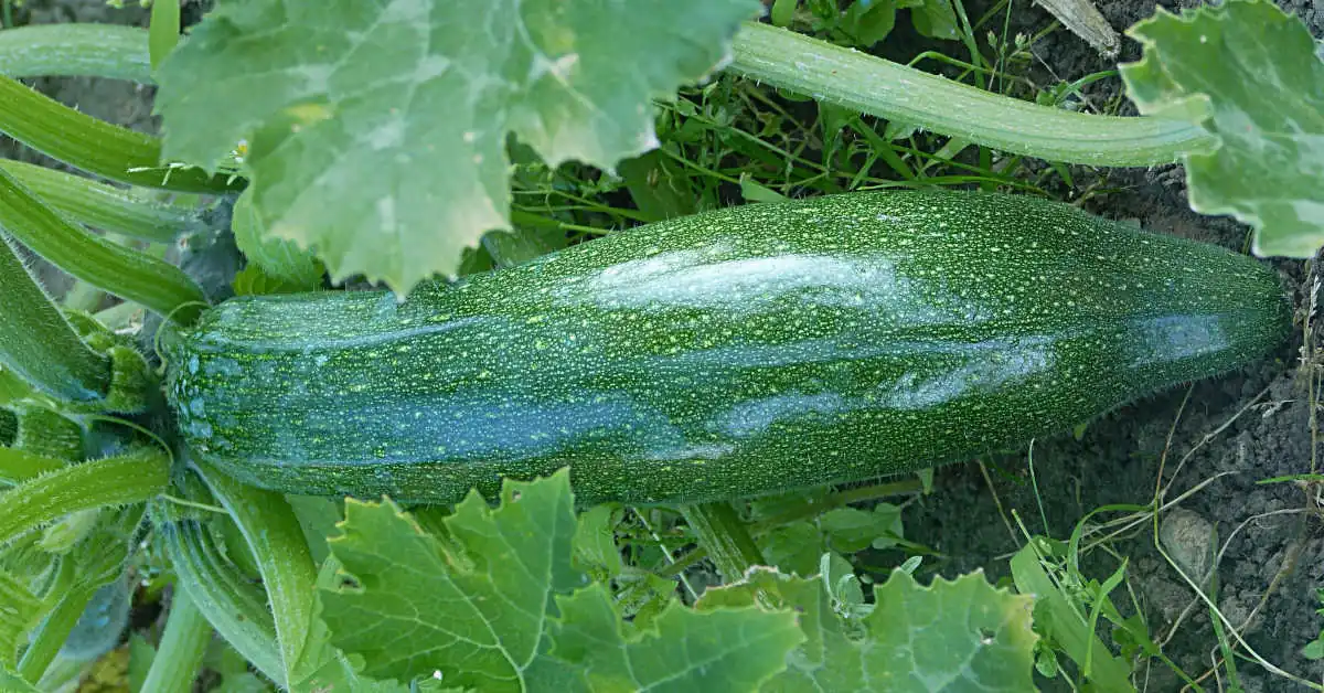 Dlaczego cukinia nie owocuje? Poznaj błędy w uprawie!