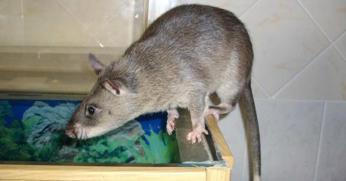 Jakiego zapachu nie lubią szczury?