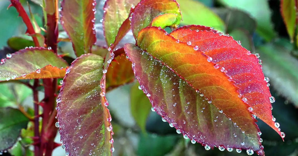 Czy gutacja jest szkodliwa? To musisz wiedzieć!