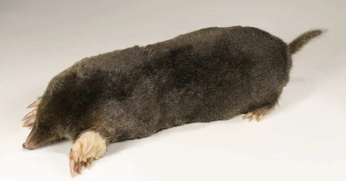 Jak znaleźć gniazdo kreta w ogrodzie?