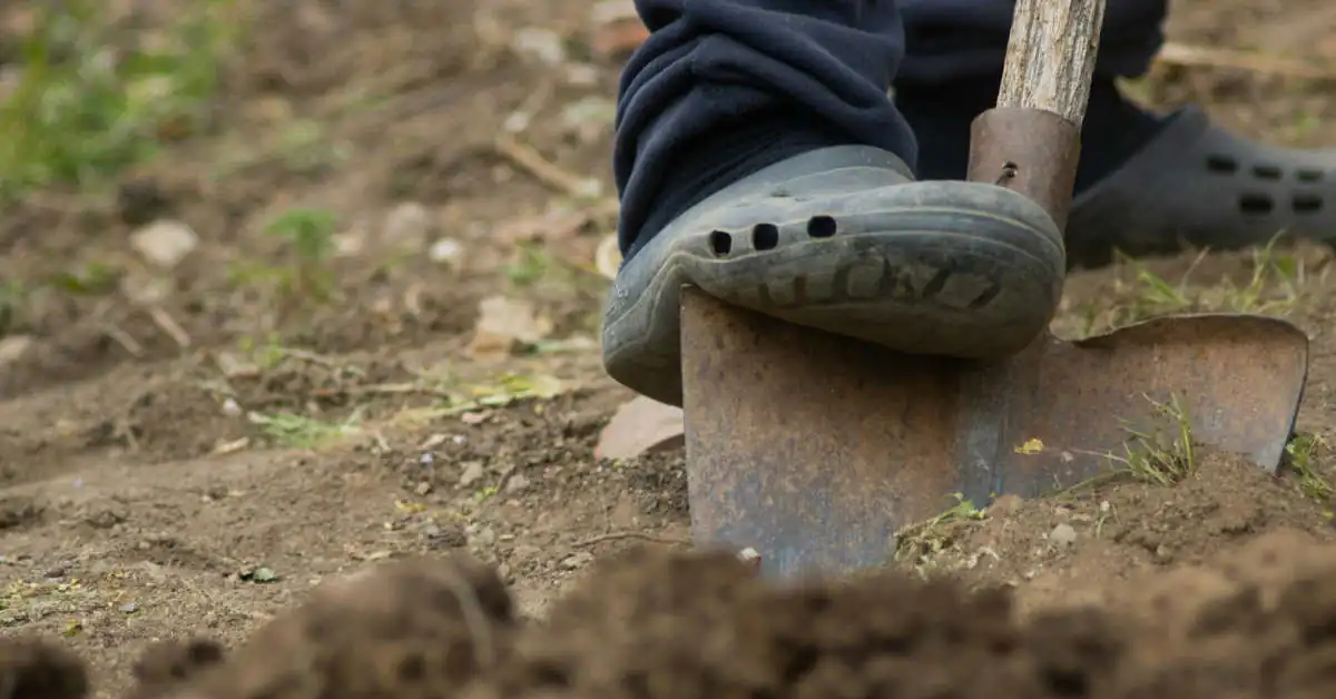 Kiedy robić porządki w ogrodzie?