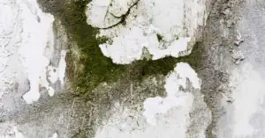 Jak usunąć pleśń ze ściany – domowe sposoby