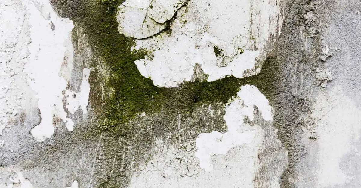 Jak usunąć pleśń ze ściany – domowe sposoby