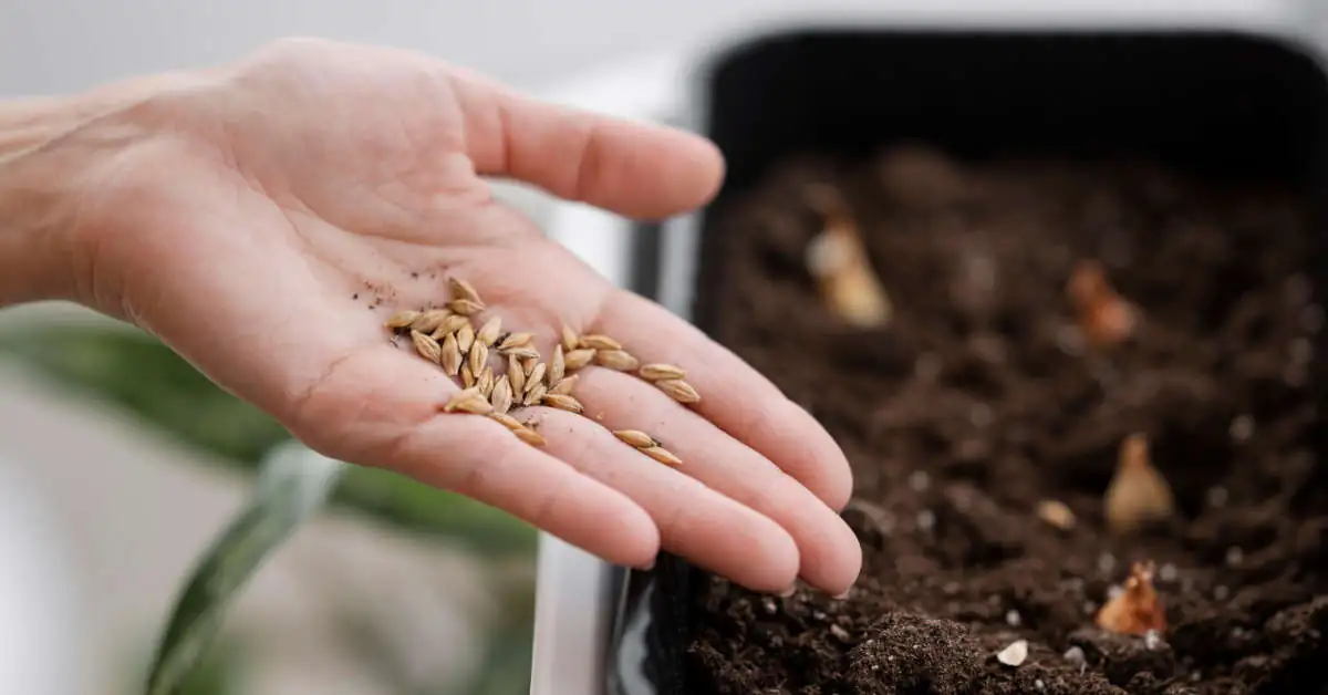 Nasiona F1 a F2 – jakie są różnice? Które są lepsze?